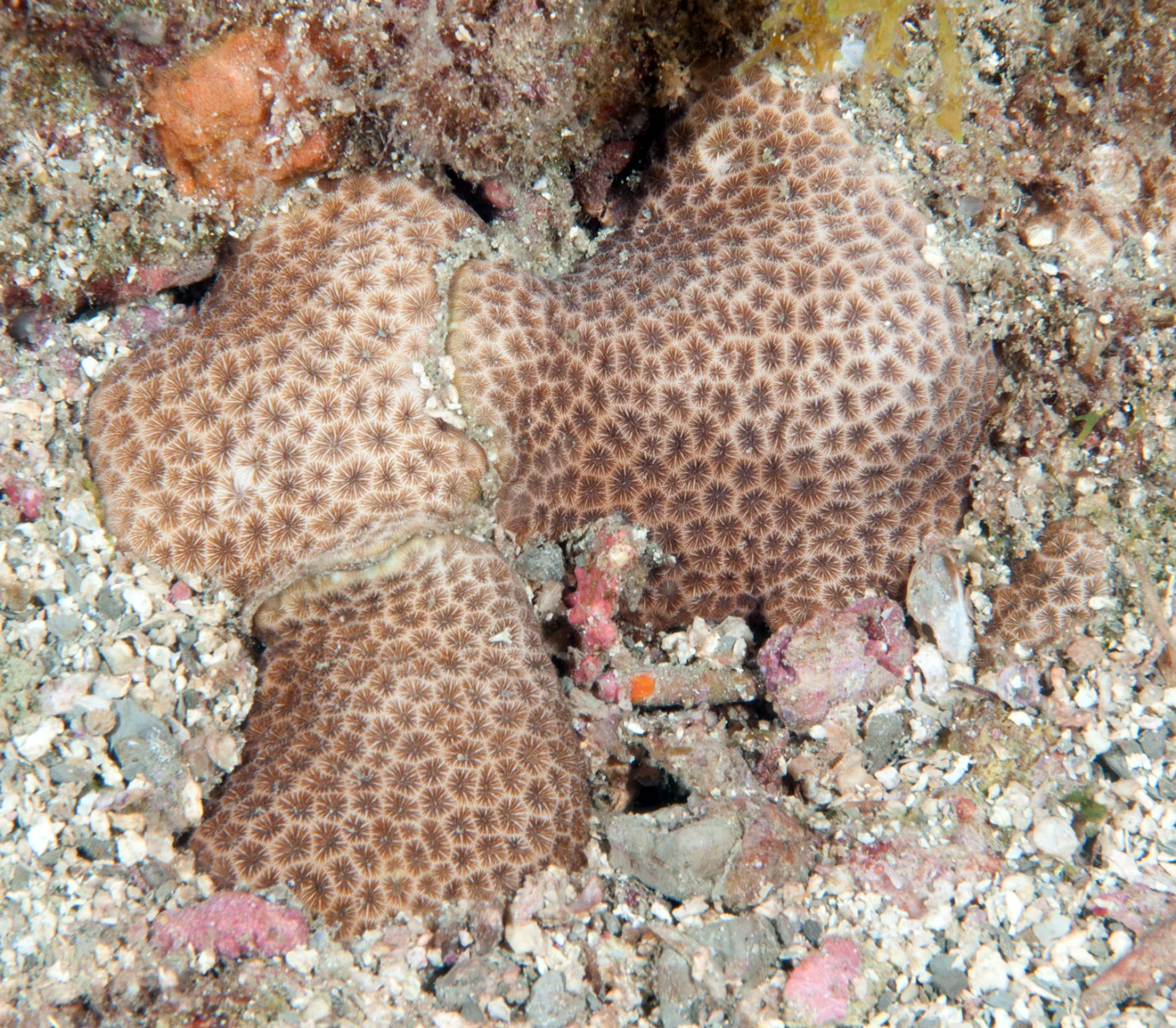 lesser starlet coral