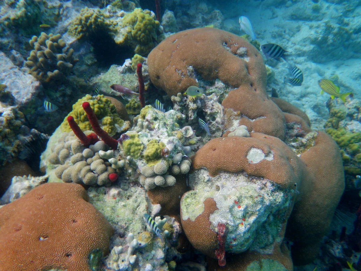massive starlet coral