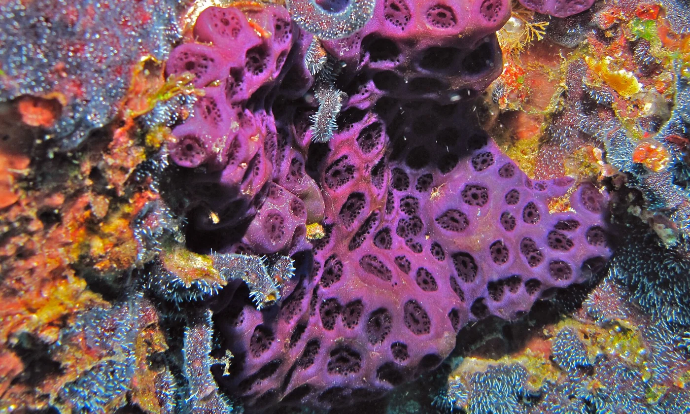 Purple Ascidian