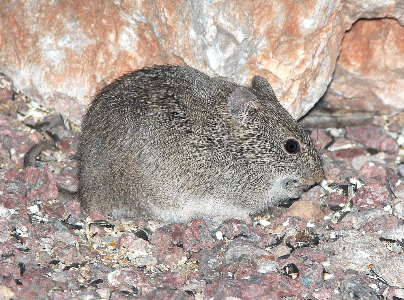 Arizona Cotton Rat