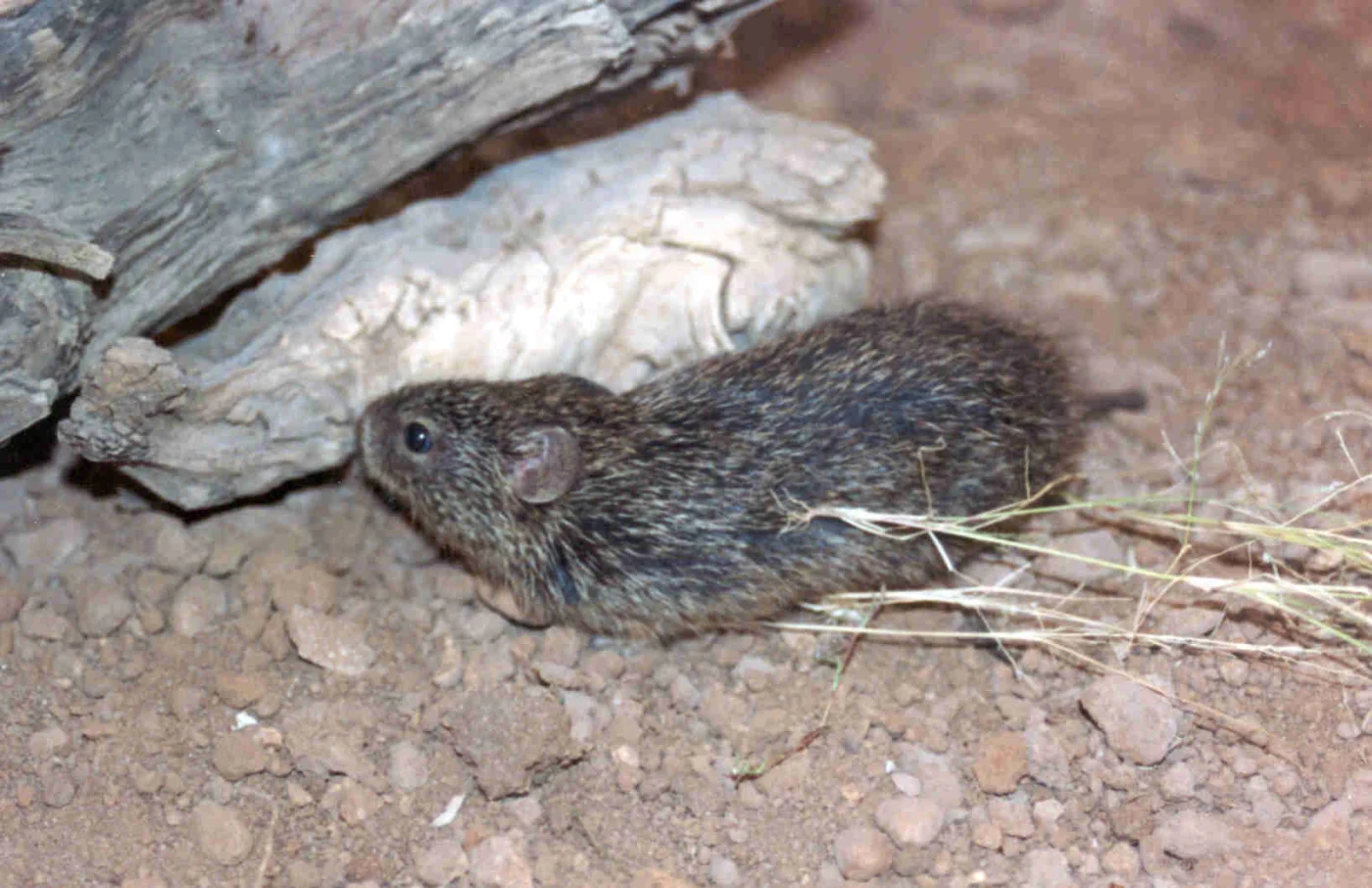 Tawny-bellied Cotton Rat