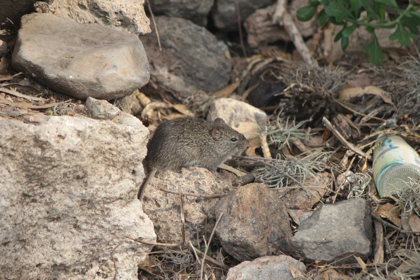 White-eared Cotton Rat