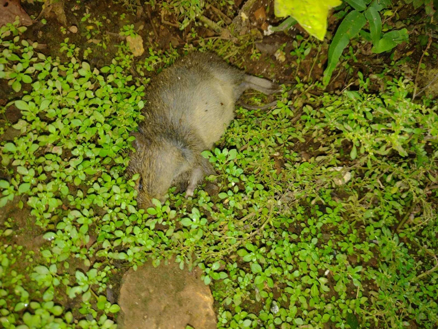 Toltec Cotton Rat