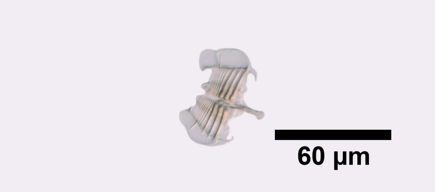 Sinantherina semibullata