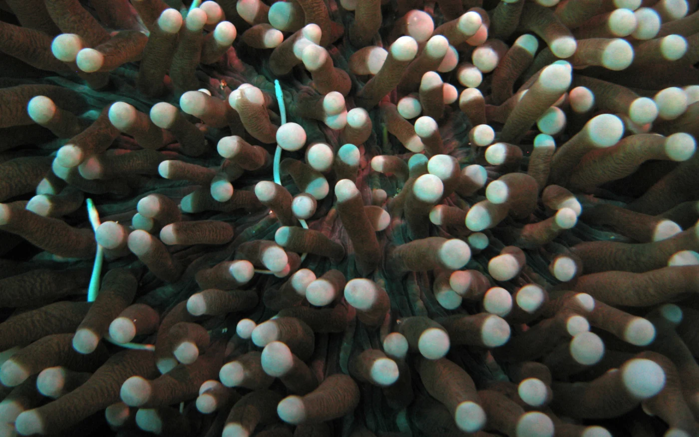 Southwell's pipefish