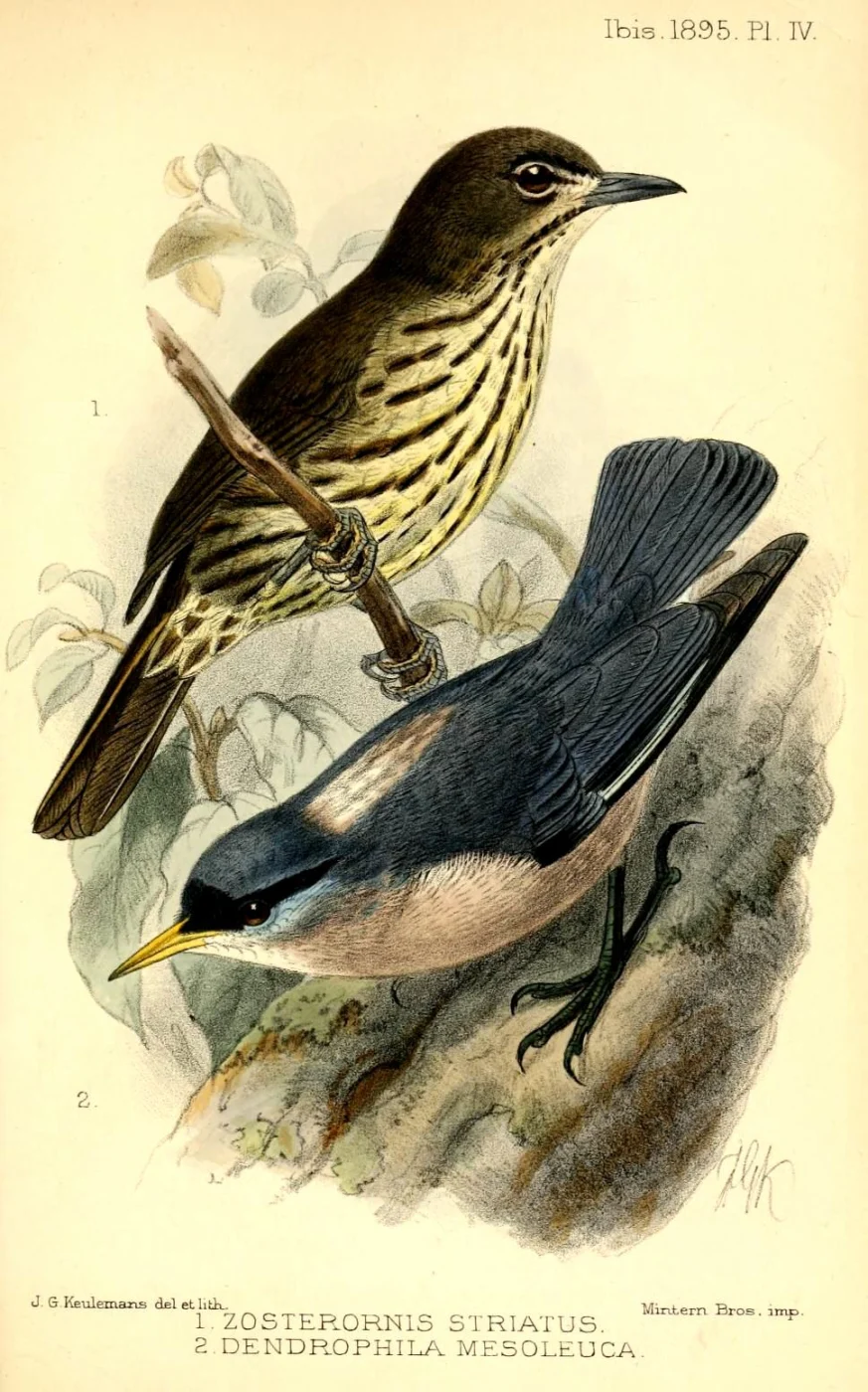 Sulphur-billed Nuthatch