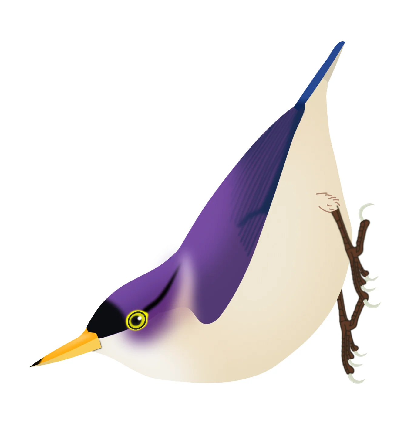 Yellow-billed Nuthatch