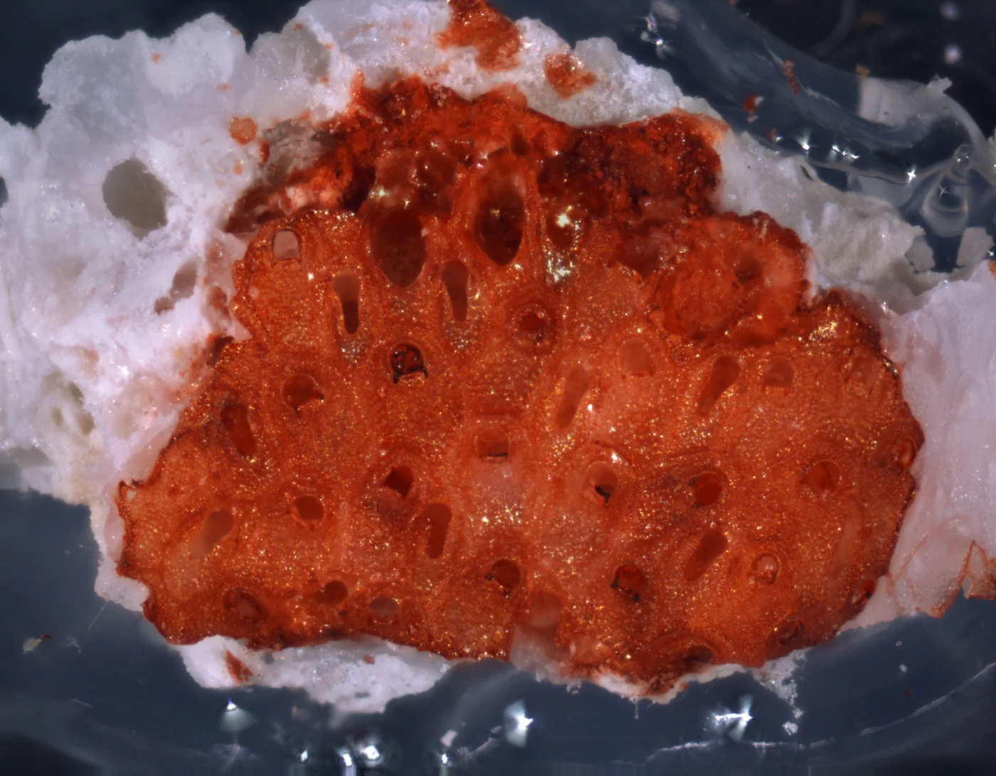Smittipora tuberculata