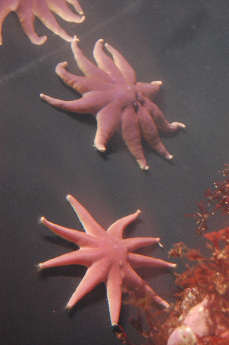 Solaster exiguus