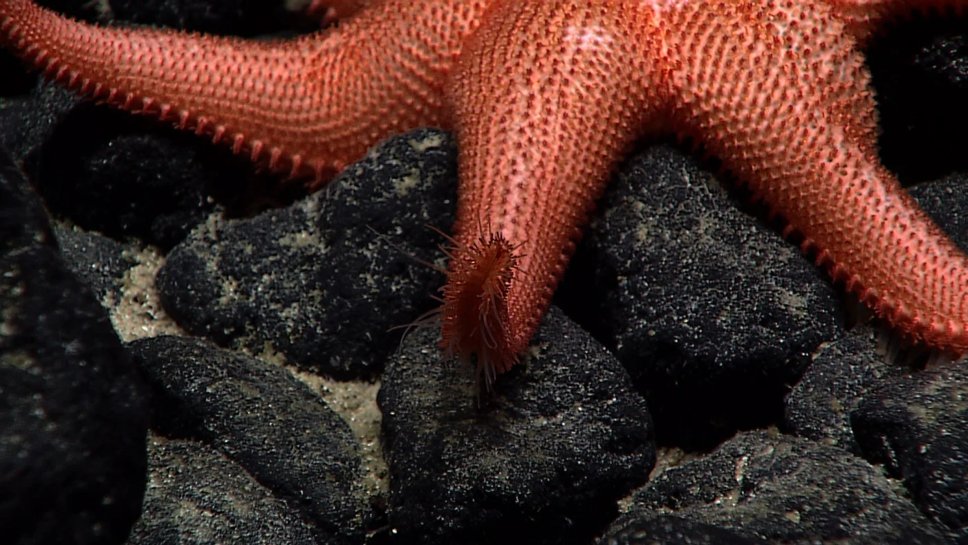 Solaster namakae