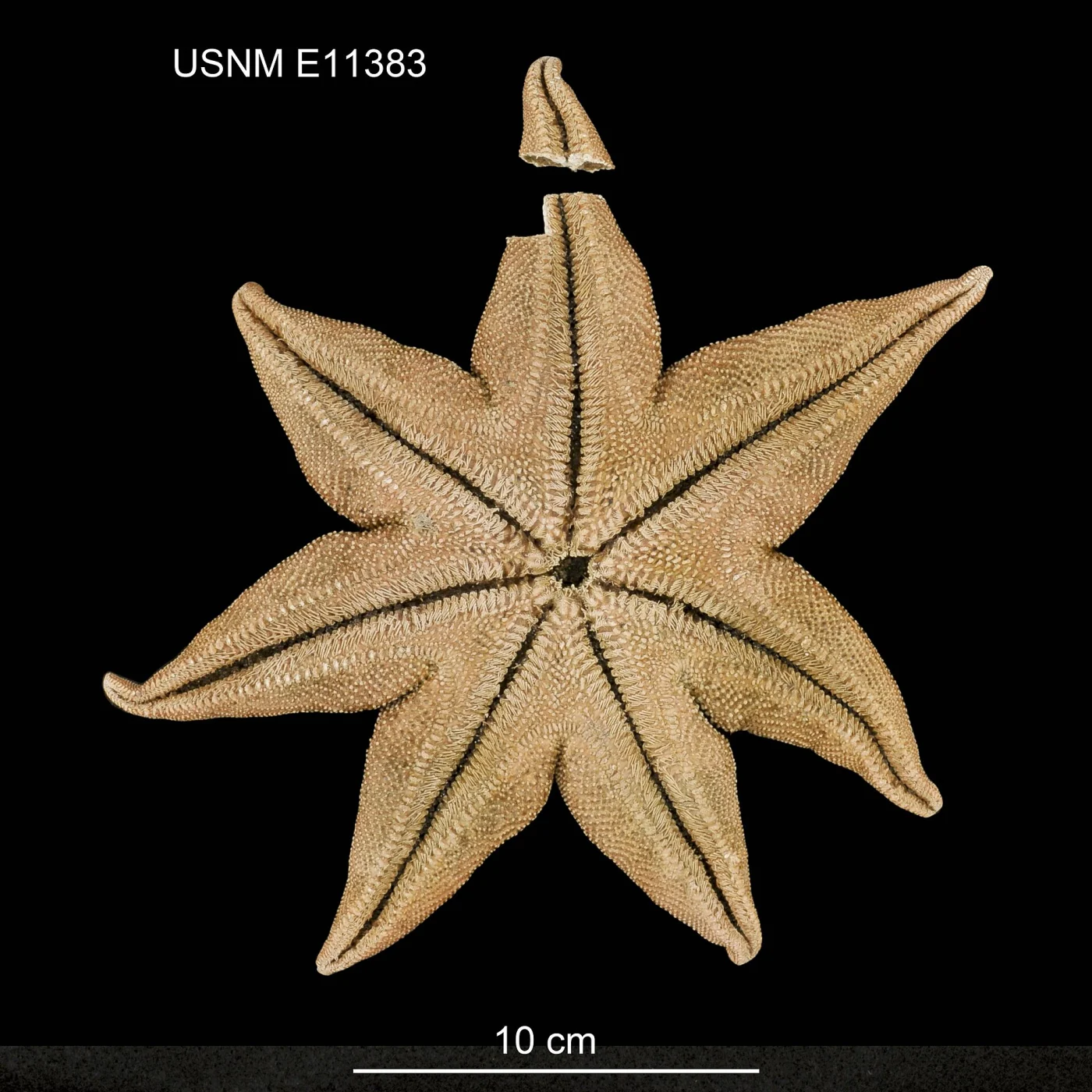 Solaster notophrynus