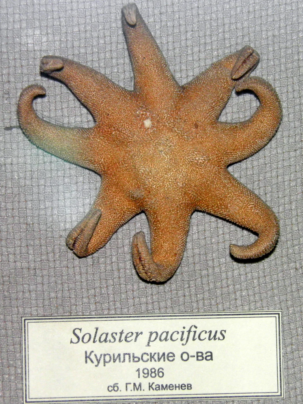 Northern sunstar