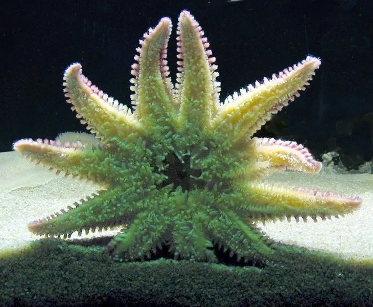 Solaster papposus