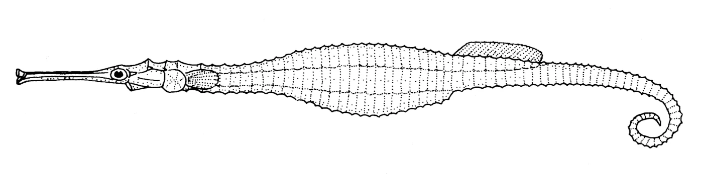 Australian Spiny Pipehorse