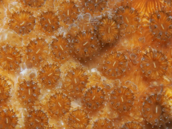 smooth star coral