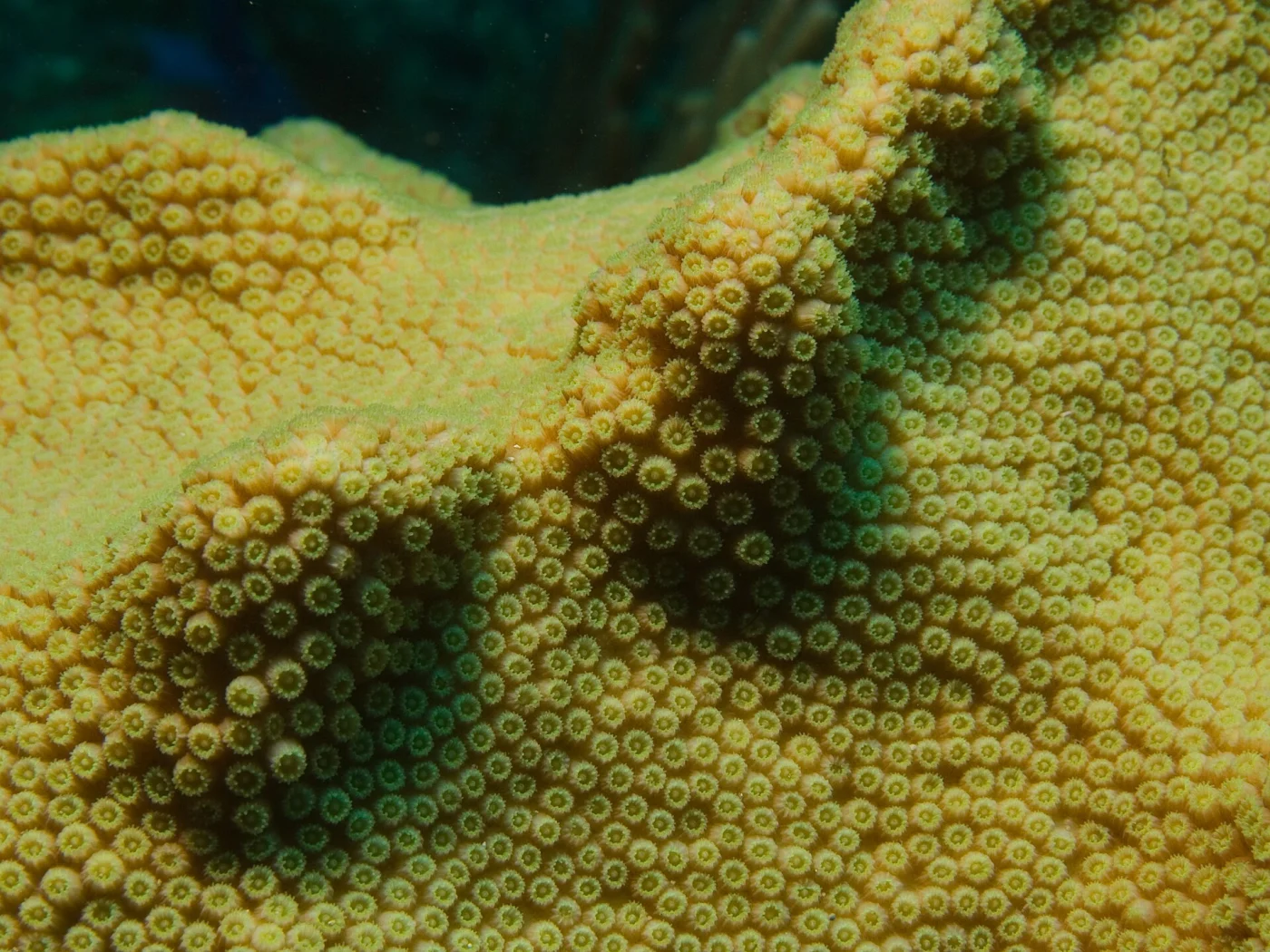 knobby star coral