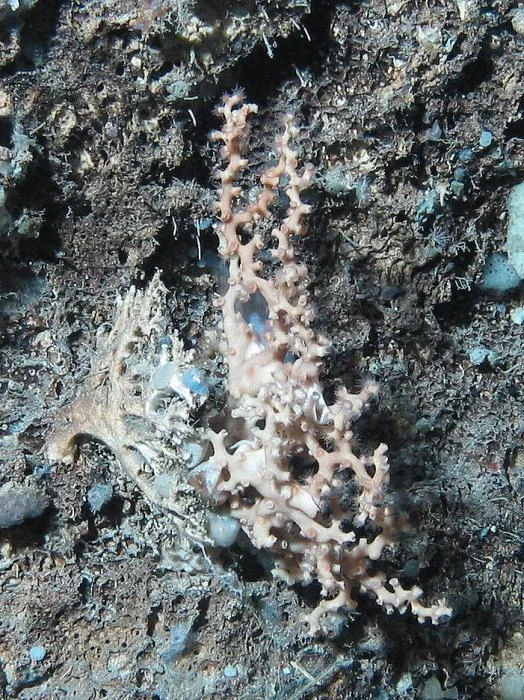 maculate stony coral