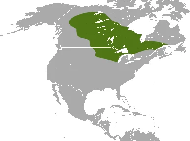Arctic Shrew