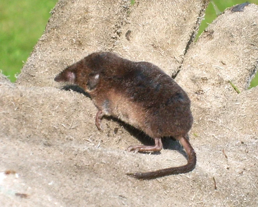 Crowned Shrew