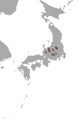 Azumi Shrew
