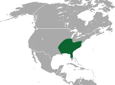 South-eastern Shrew