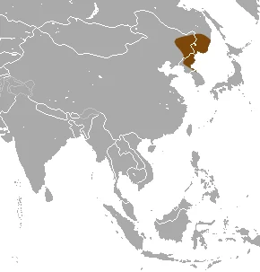 Ussuri Shrew