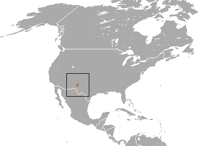 New Mexico Shrew