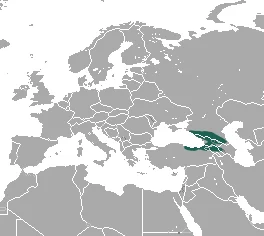 Radde's Shrew
