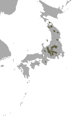 Shinto Shrew