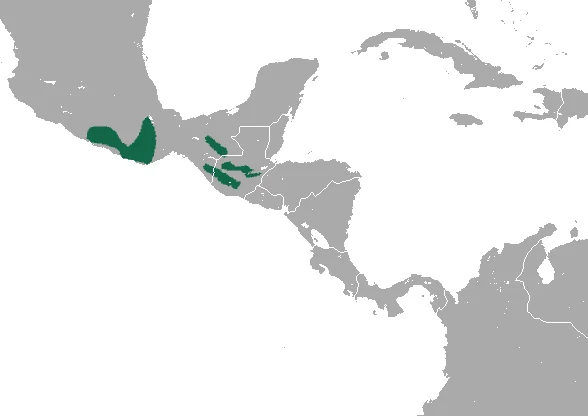 Verapaz Shrew