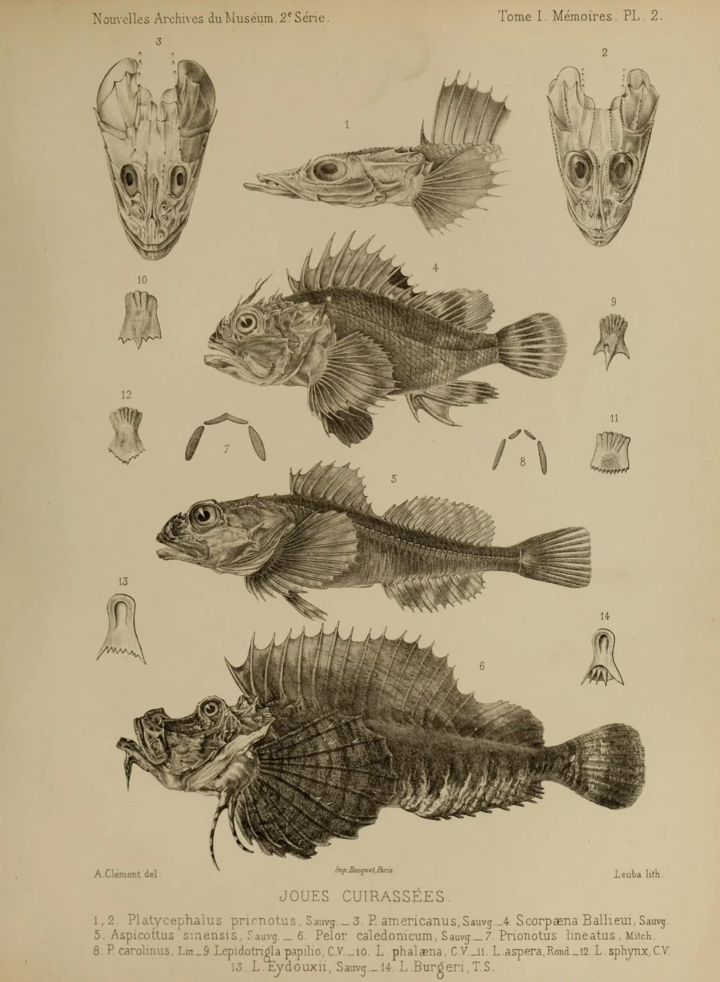 halfspined flathead