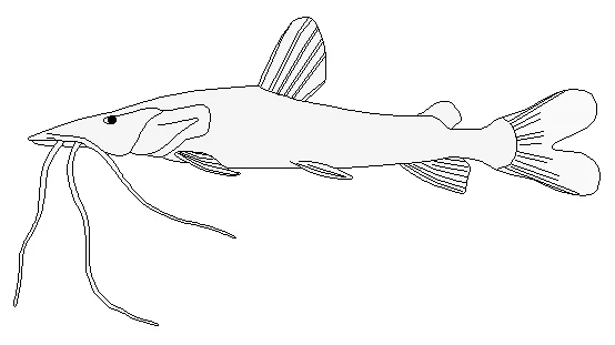 Trans-Andean shovelnose catfish