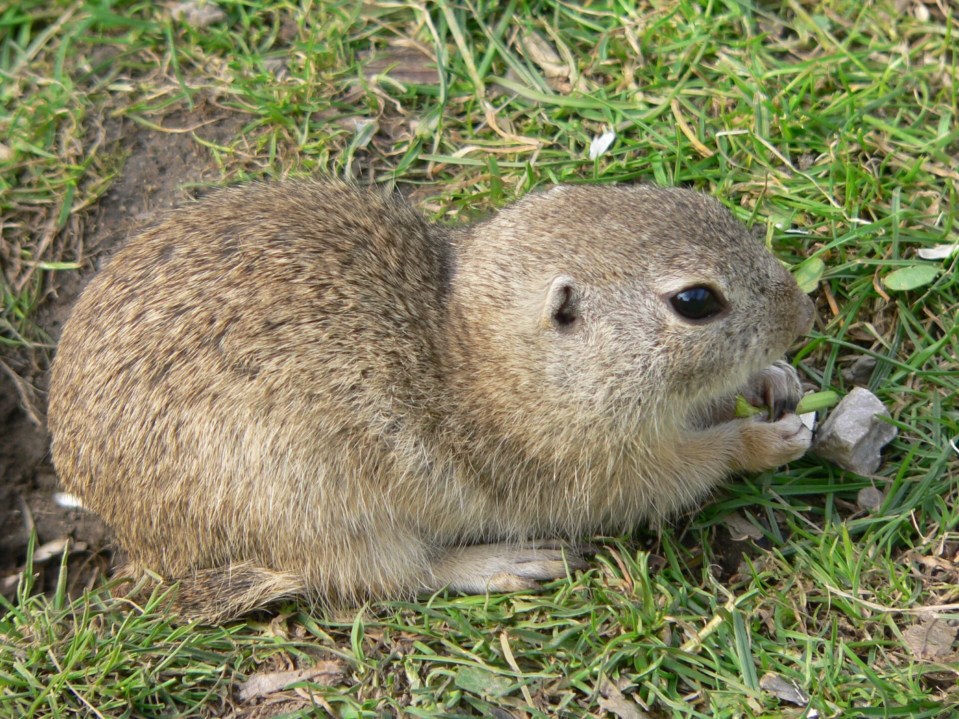 Ardilla terrestre de Brandt