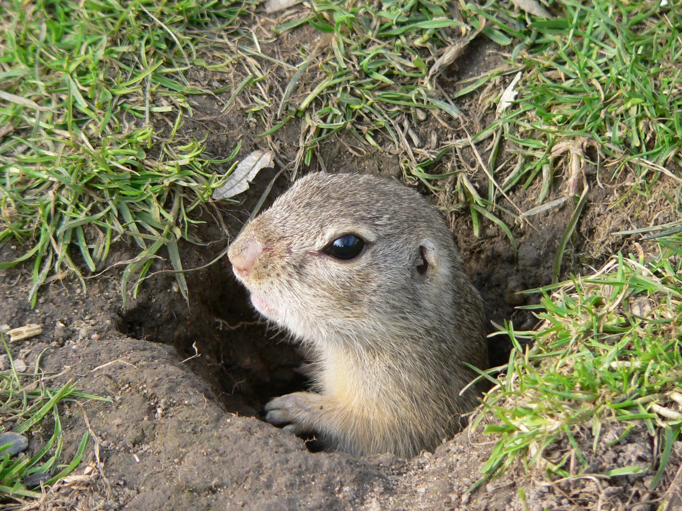 Ardilla terrestre de Europa