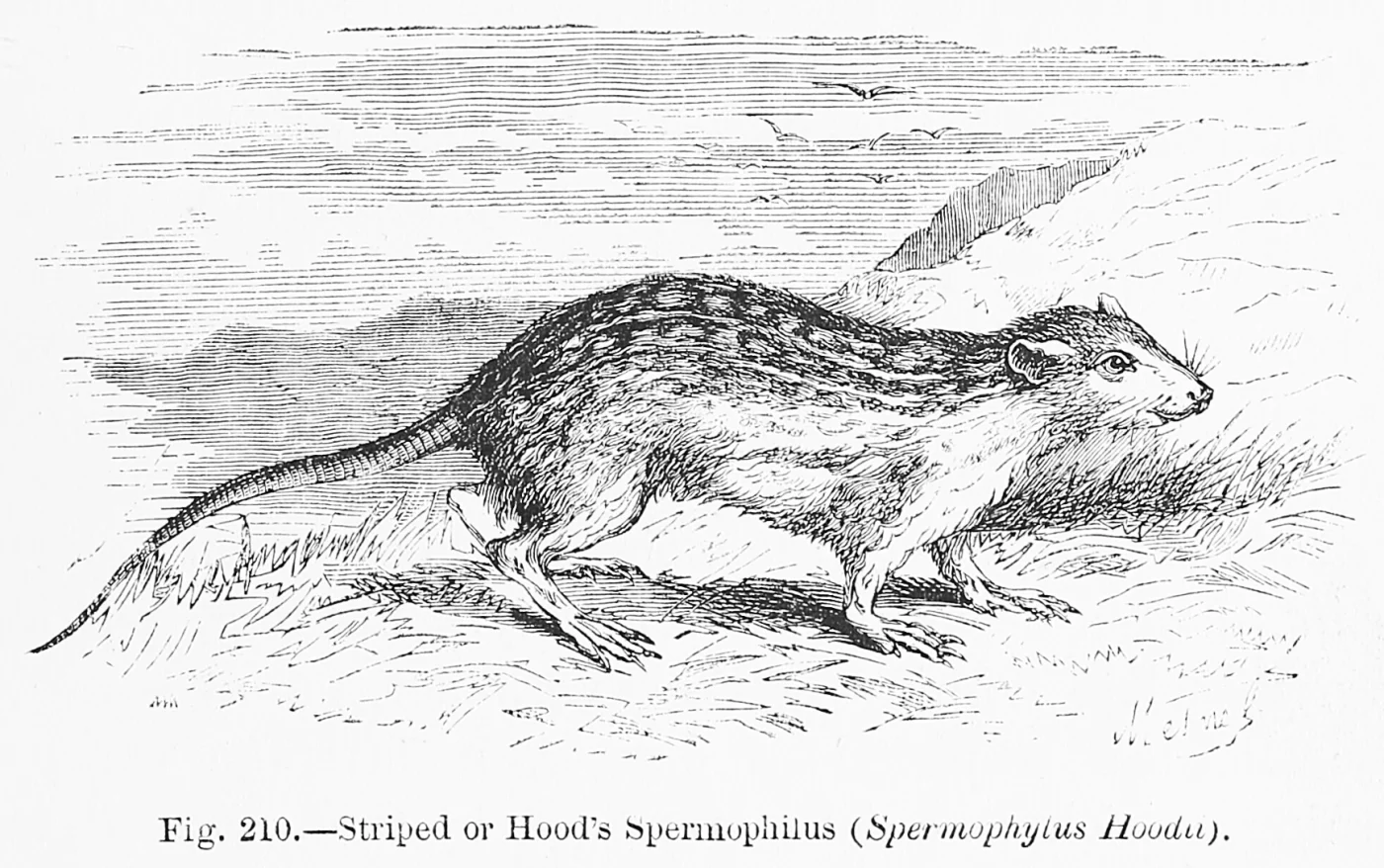 Ardilla terrestre de Dauria