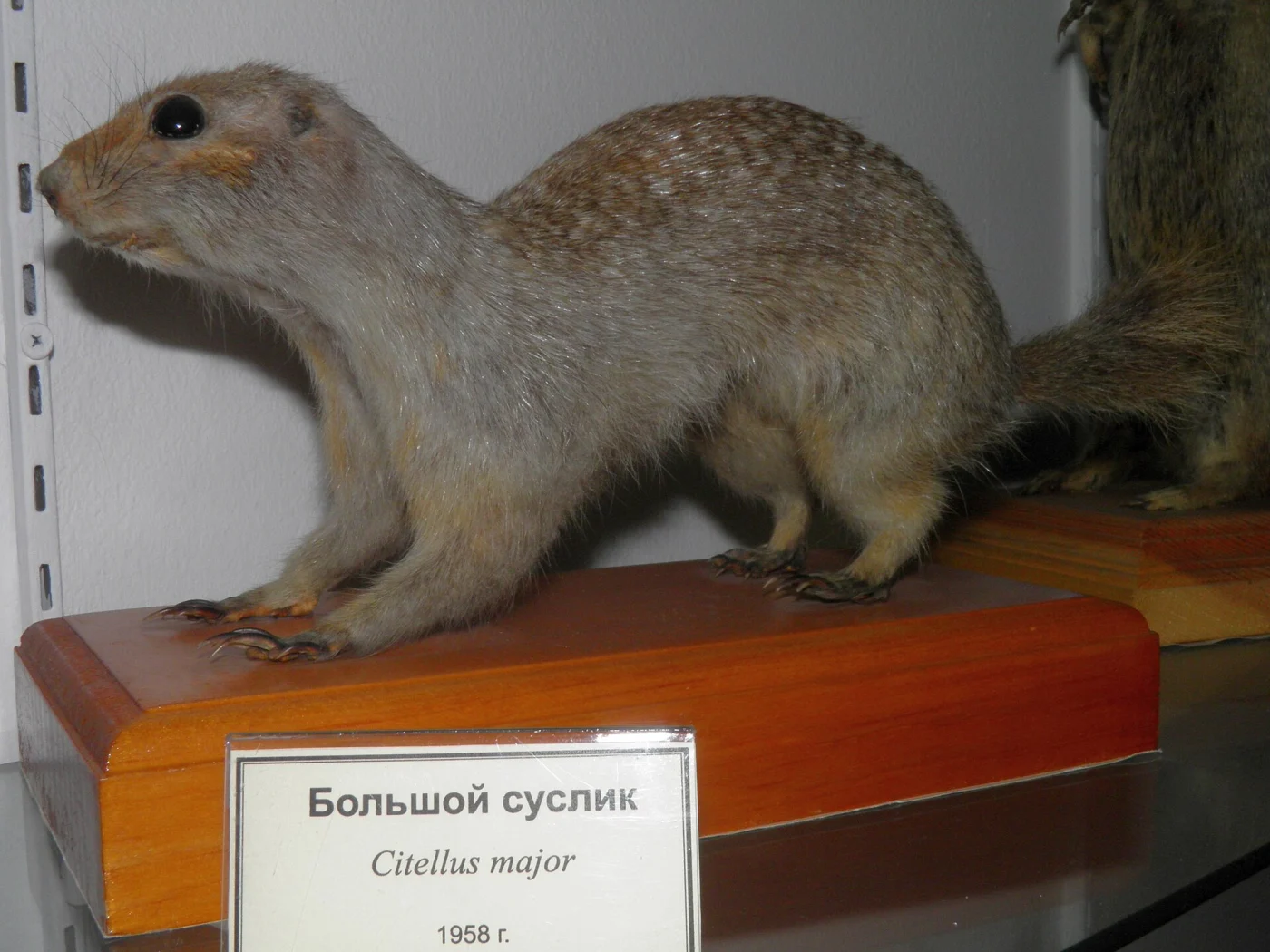 Ardilla terrestre bermeja