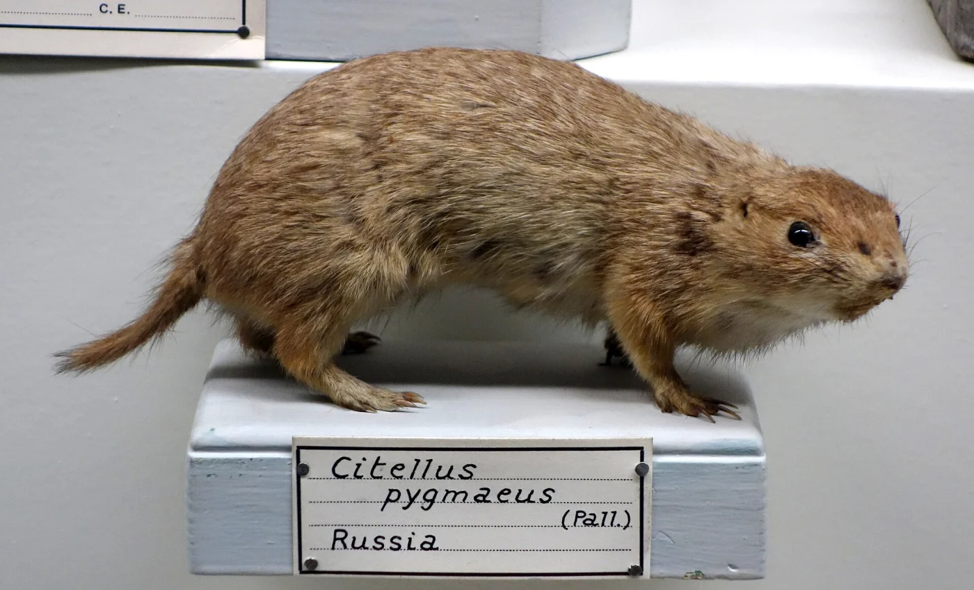 Ardilla terrestre del Caucaso