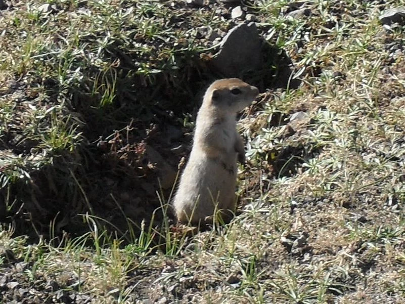 Tien Shan Ground Squirrel