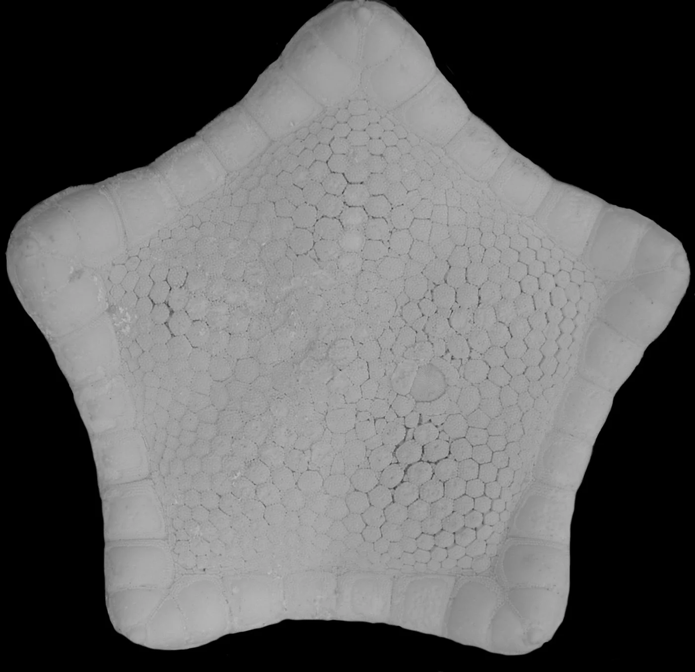 Sphaeriodiscus inaequalis