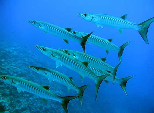 Great Barracuda