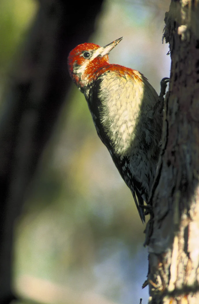 Red-breasted Sapsucker