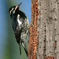 Williamson's Sapsucker