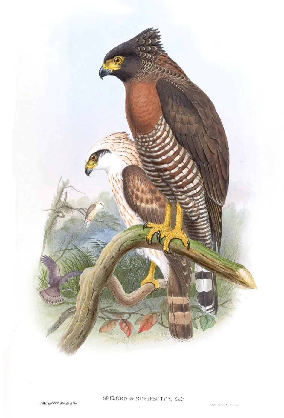 Sulawesi Serpent Eagle