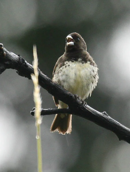 Yellow-bellied Seedeater