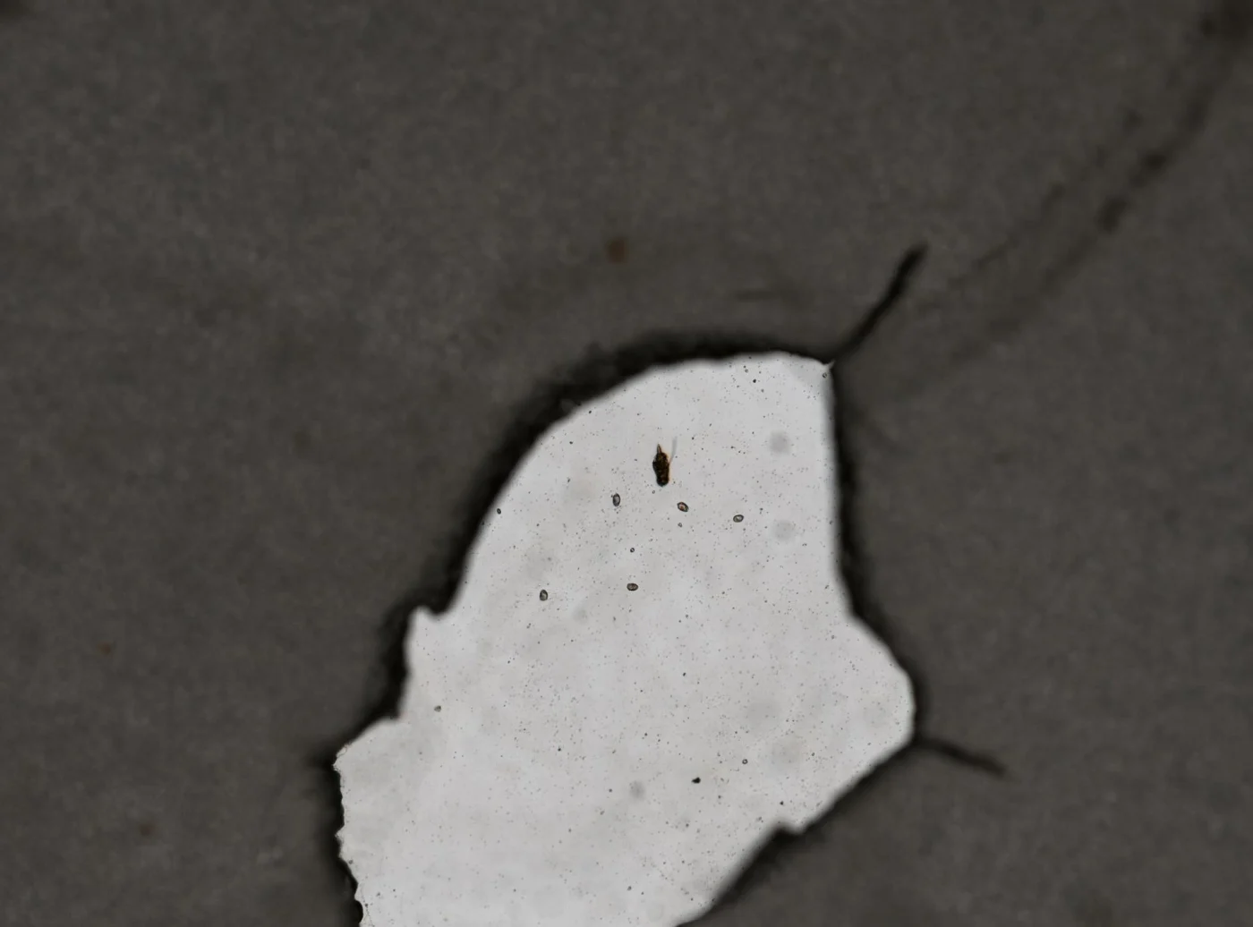 Squatinella bifurca