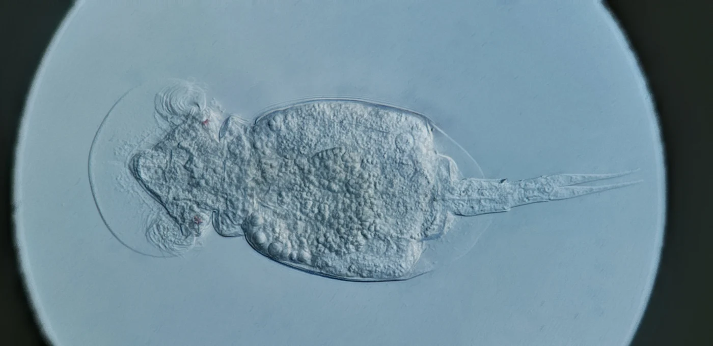 Squatinella lamellaris