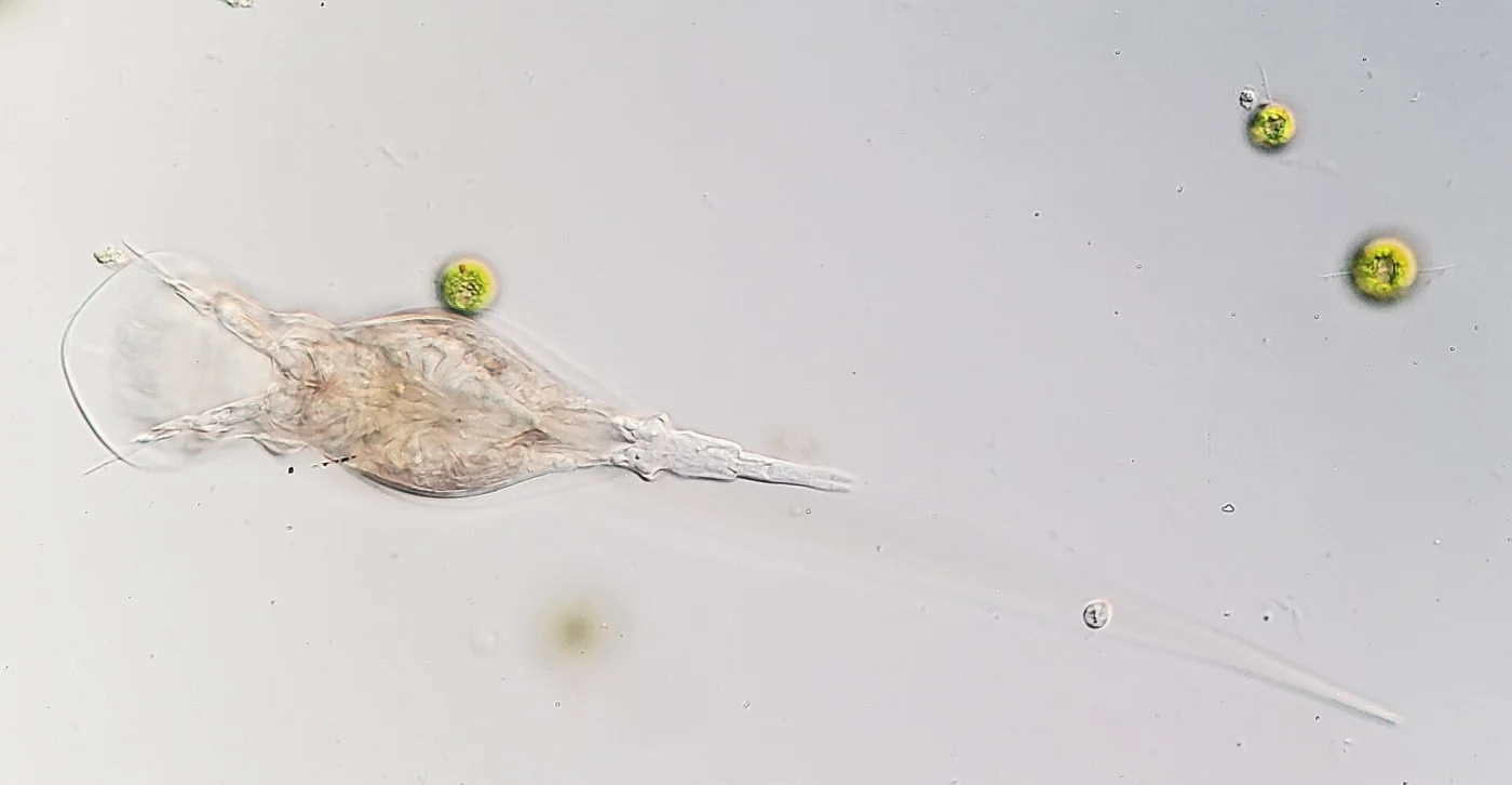 Squatinella leydigii