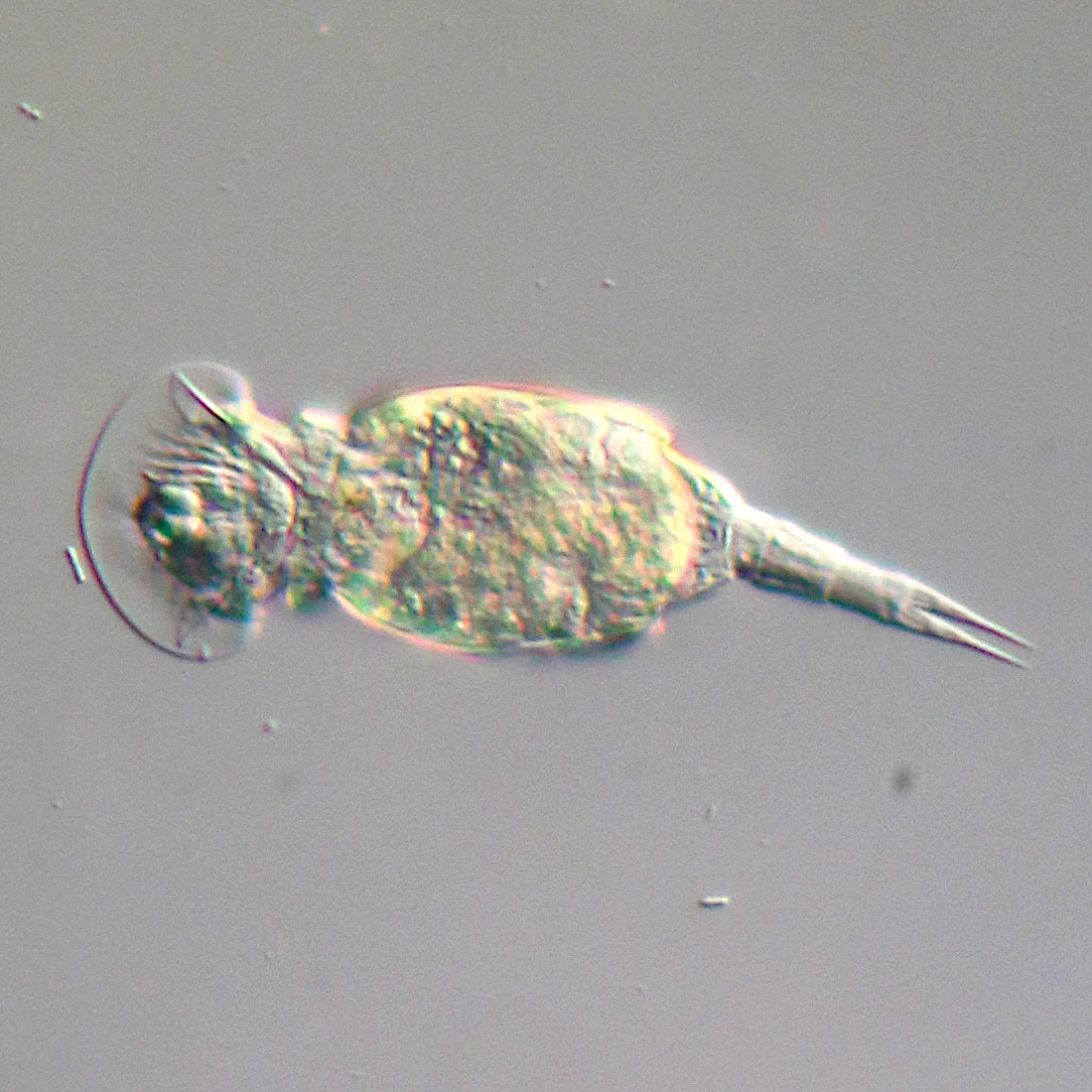 Squatinella lunata