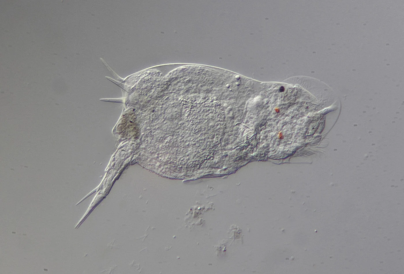 Squatinella rostrum