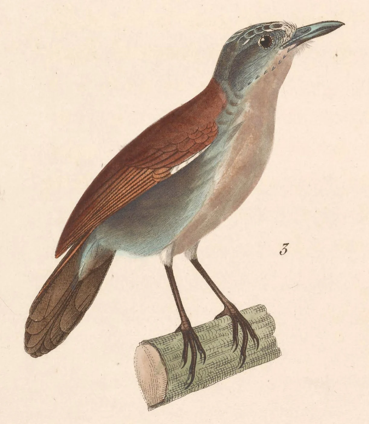 White-breasted Babbler